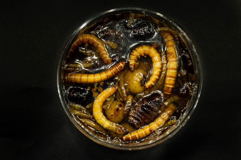 Hi-Natural Black ´n White Tigers  "Wormageddon"