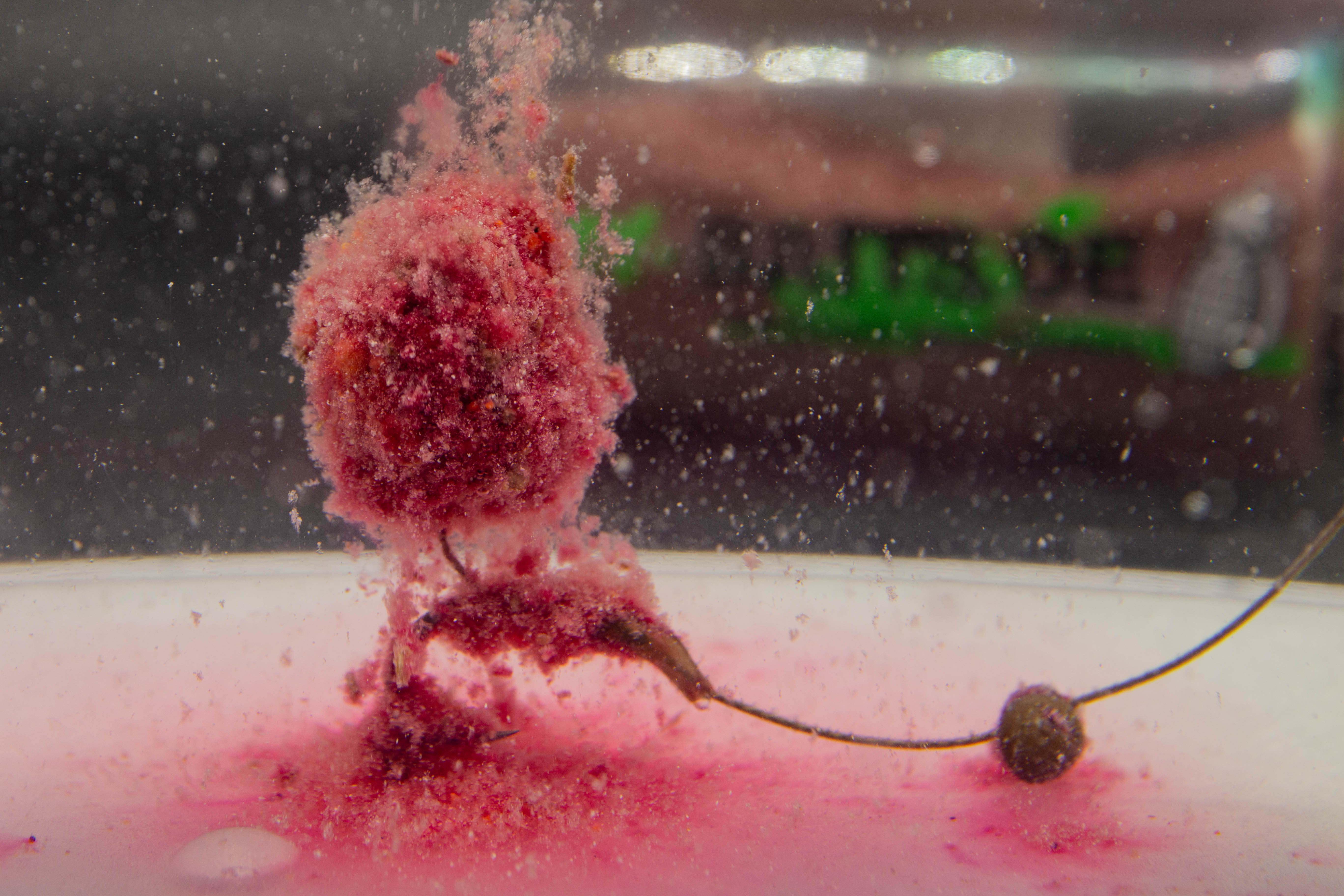 Omega Dip "Sweet-Insect"