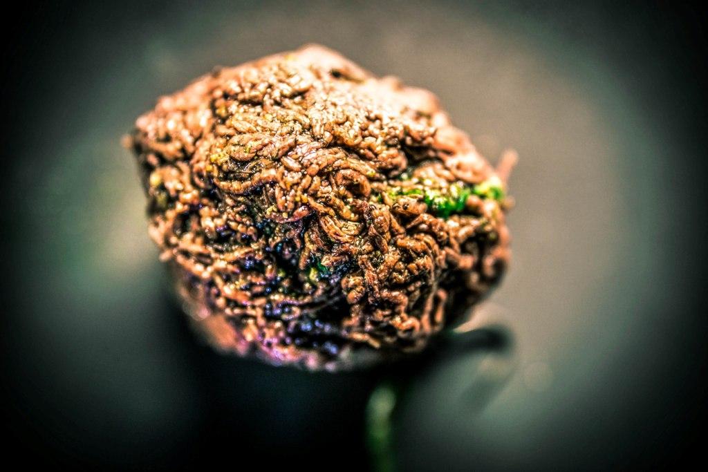 Ringpulled Bloodworms "B+H"