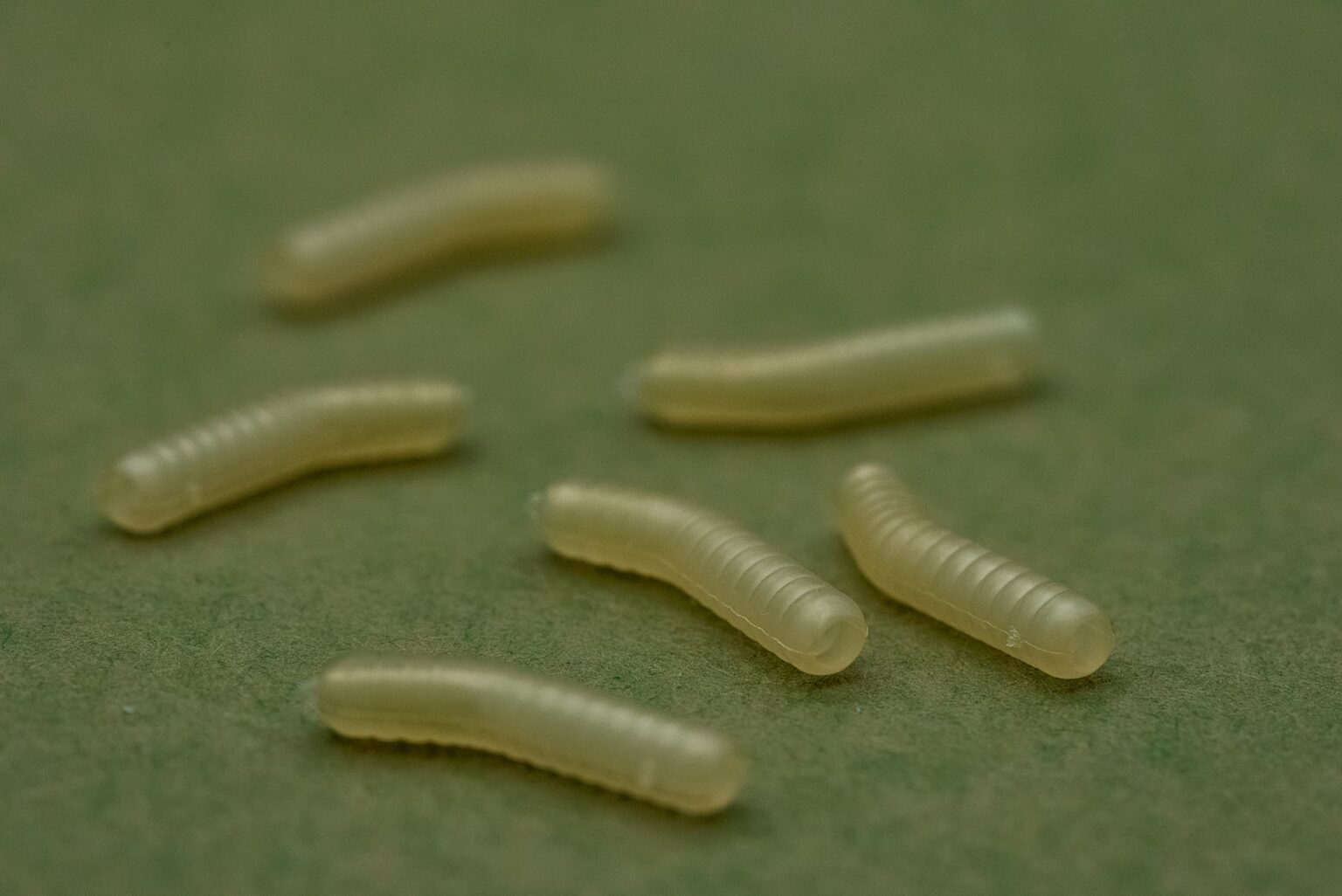 ONE MORE CAST DAZZLERS MAGOLINER - INTURN - Vlasové rovnátka Biele – Obrázok 4