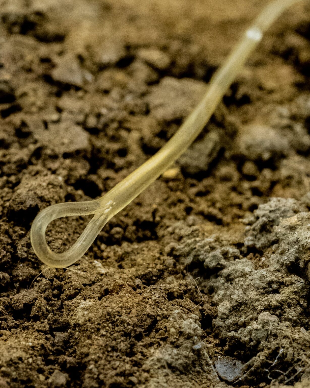 ONE MORE CAST BLEND FUSED QC LEADER 40LBS/1m - Šokový naväzec – Obrázok 5