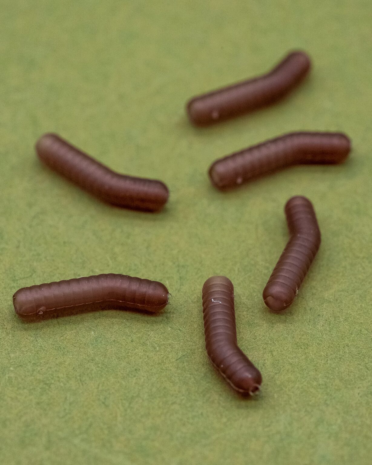 ONE MORE CAST DAZZLERS WORMALINER - INTURN - Vlasové rovnátka Hnedé – Obrázok 5