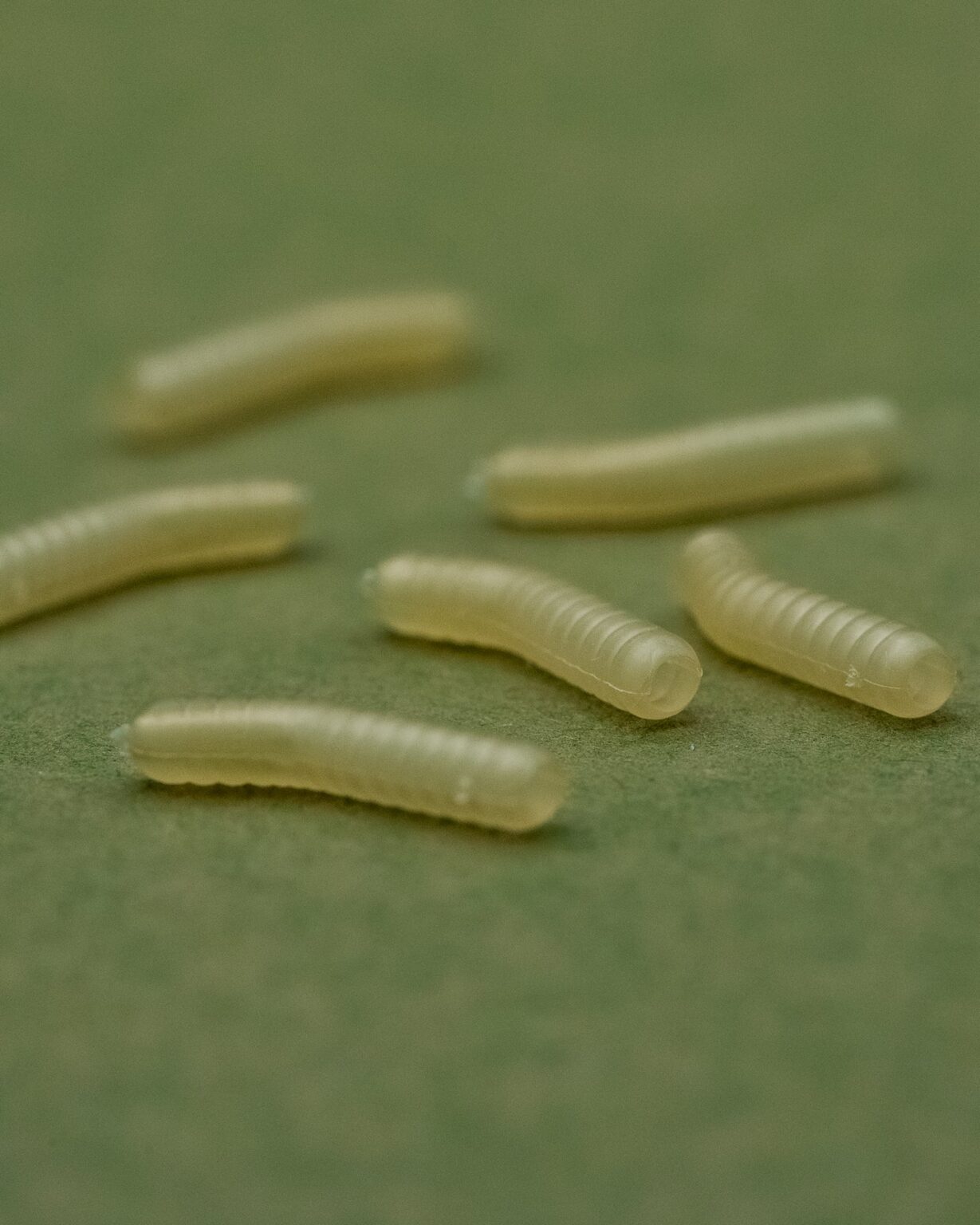 ONE MORE CAST DAZZLERS MAGOLINER - INTURN - Vlasové rovnátka Biele – Obrázok 5