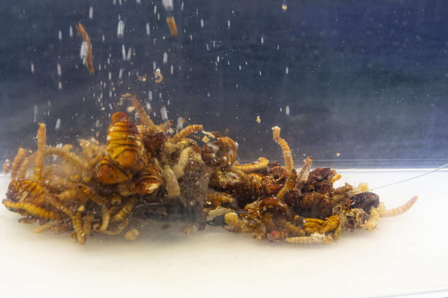 Destruction Insects 1,5l – Obrázok 6