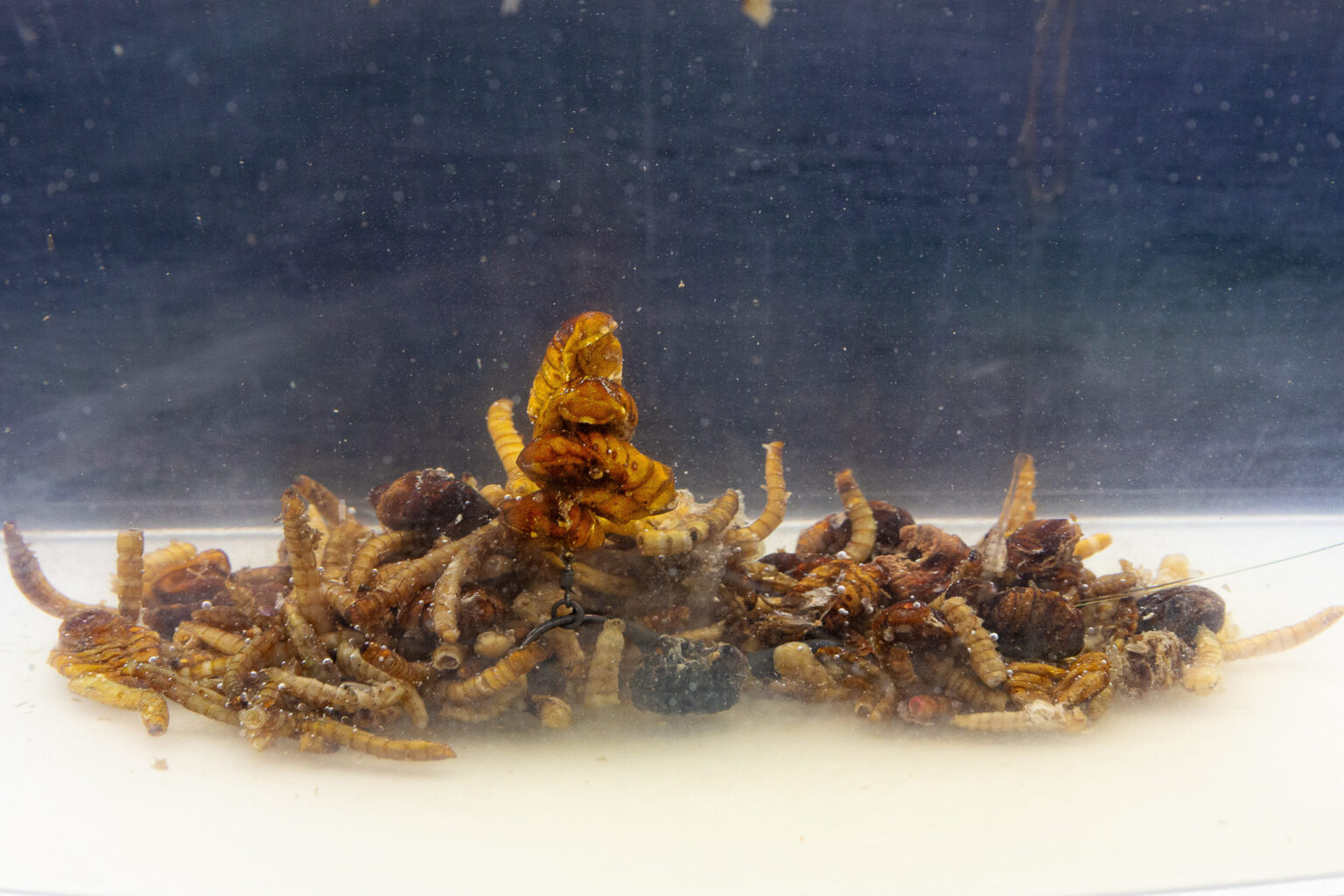 Destruction Insects 1,5l – Obrázok 7