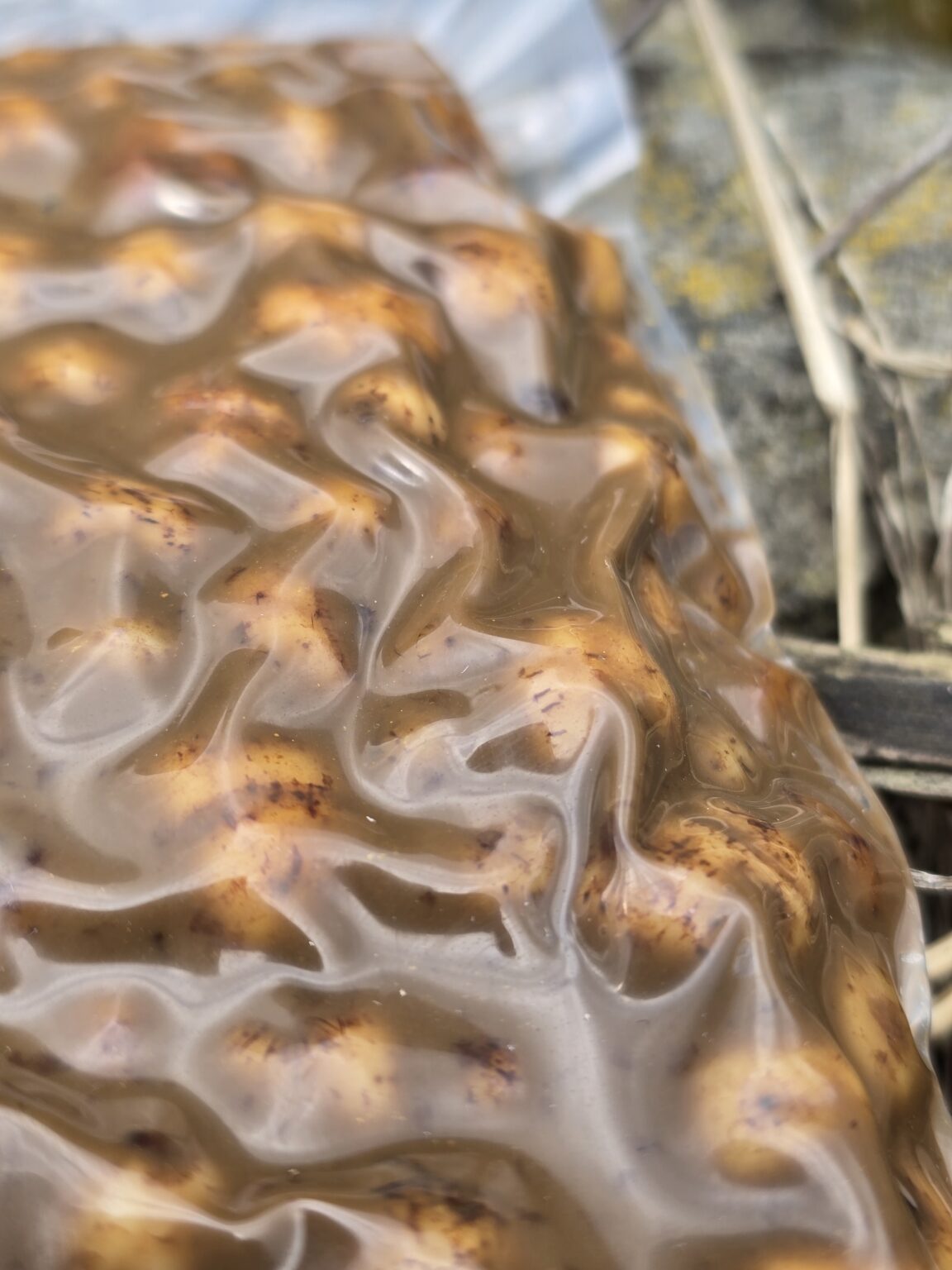 Sticky Tijgernoten Creamy Hazelnut / Coco's 1kg – Obrázok 3