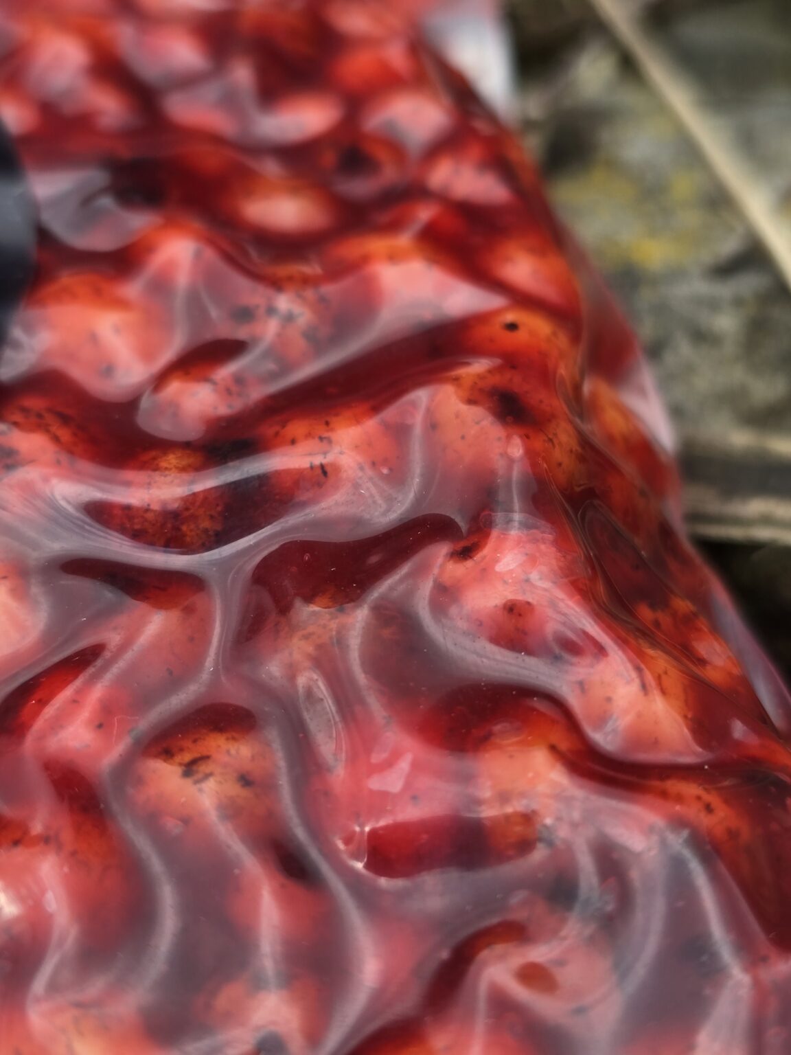 Sticky Tijgernoten Shellfish / Bloodworm 1kg – Obrázok 3