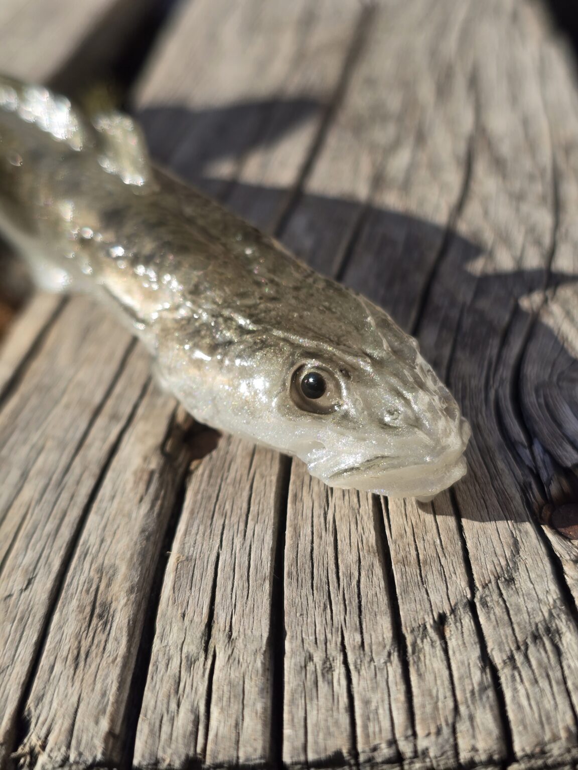Tomy´s Bait Mieň 16 cm – Obrázok 4