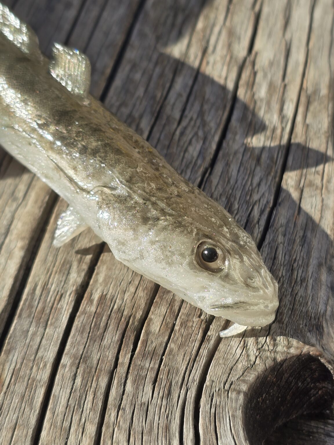 Tomy´s Bait Mieň 16 cm – Obrázok 5